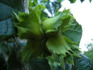 Noisettes , Noisetiers x Drummond Noisettes , Noisetiers x Drummond